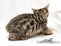 brown rosetted Bengal